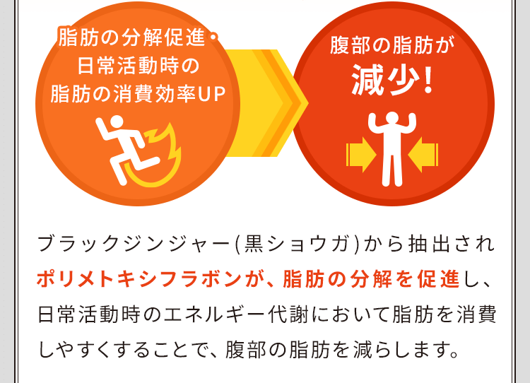 ポリメトキシフラボンが脂肪の分解を促進