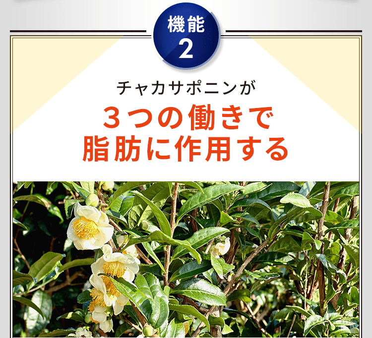 血中の中性脂肪を減らす